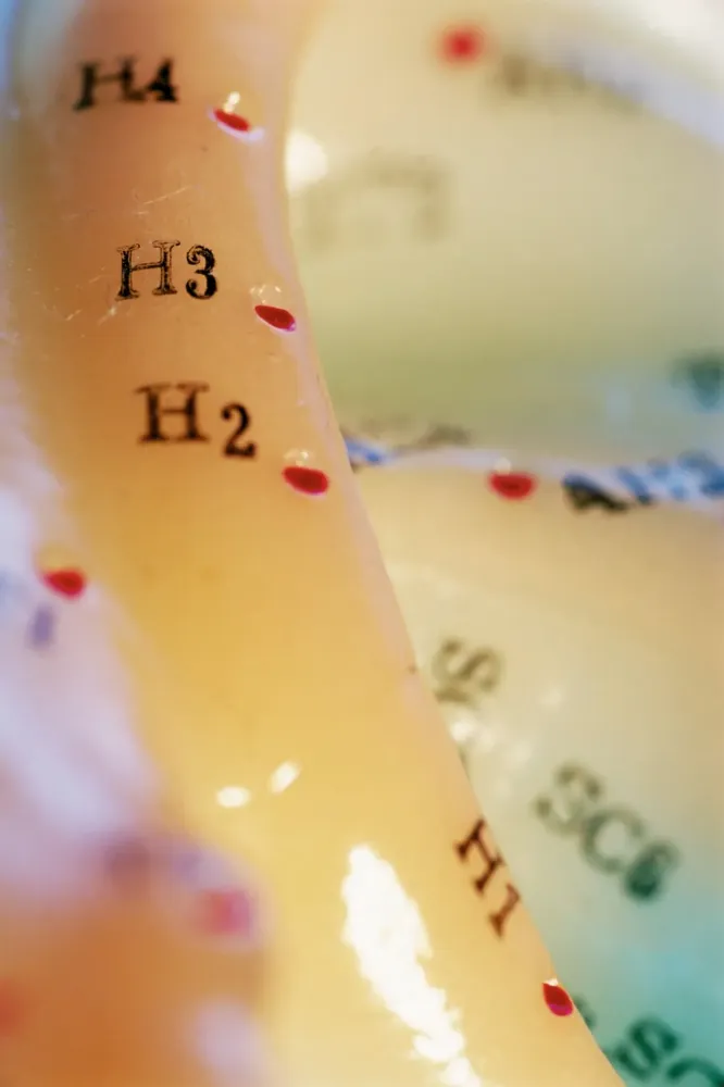 Auriculothérapie à Saint-Estèphe